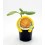 Plantel calabaza Atlantic Giant natural (maceta 10,5 cm Ø)