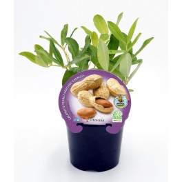 Plantel cacahuete natural (maceta 10,5 cm Ø)