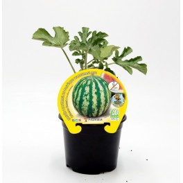 Esquadrão Organic Shredded Crimson Sweet Watermelon (6 unidades)
