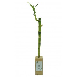 Tillandsia oaxacana