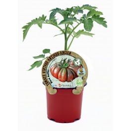 Planter tomàquet Black Ruffles natural (test 10,5 cm Ø)