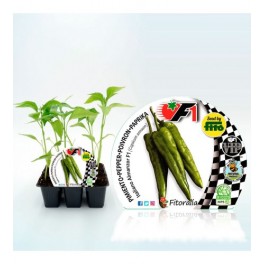 Planter pebrot italià hibrid Almanzor natural (6 unitats)