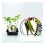 Planter pebrot italià hibrid Almanzor natural (6 unitats)