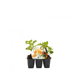 Gurkenpflanze (6 Stück)