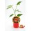 Planter pebrot picant Peter Pepper natural (test 10,5 cm Ø)