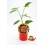 Semis de piment Peter Pepper naturel (pot 10,5 cm Ø).