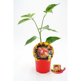 Semis de piment Cheiro Roxa naturel (pot 10,5 cm Ø).