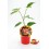Mudas de pimenta picante Cheiro Roxa natural (vaso de 10,5 cm Ø)