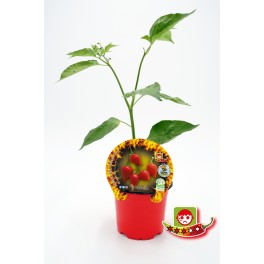 Plantel pimiento picante Chupetinho natural (maceta 10,5 cm Ø)