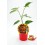 Plantel pimiento picante Chupetinho natural (maceta 10,5 cm Ø)