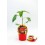 Mudas de pimenta picante 7 Pod Chaguanas natural (vaso de 10,5 cm Ø)
