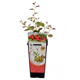 Câpres (pot de 2 litres).