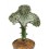 Cactus greffés Euphorbia lactea cristata (pot 12 cm Ø)