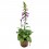 Digitalis purpurea (pot 16 cm ø)