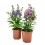 Angelonia angustifolia (test 13 cm ø)