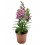 Angelonia angustifolia (pot 13 cm ø)
