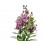 Angelonia angustifolia (pot 13 cm ø)