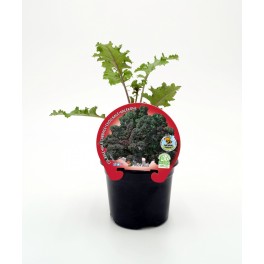 Mudas de couve Kale morada natural (vaso 10,5 cm ø)