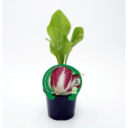 Semis de chicorée rouge naturel (pot 10,5 cm ø)