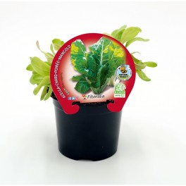 Abono Catus fertiberia