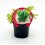 Planter bleda groga de Lyon natural (12 unitats)