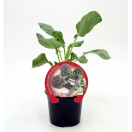 Semis de brocoli Sprouting naturel (pot 10,5 cm ø)