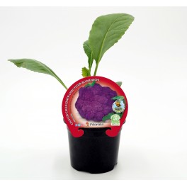 Plantel coliflor morada híbrida (6 unidades)