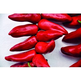 Semente de piperra Ezpeleta (tradicional basco)