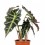 Alocasia Amazonica ou Alocasia Polly