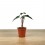 Alocasia Amazonica ou Alocasia Polly