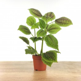 Pilea Mollis (pot 8 cm Ø).