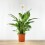 Spathiphyllum