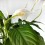 Spathiphyllum