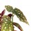 Begonia maculata (maceta 12 cm Ø)
