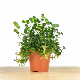 Pilea Depressa