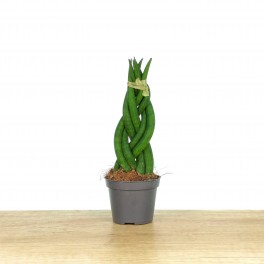 Sansiviera cilíndrica trançado (vaso de 6 cm Ø)