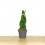Sansevieria Cilíndrica Trenzada