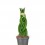 Sansevieria Cilíndrica Trenzada