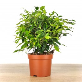 Ficus Kinki (pot 12 cm Ø).