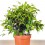 Ficus Kinki (pot 12 cm Ø).