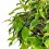 Ficus Kinki (pot 12 cm Ø).