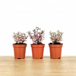 Callisia Repens (pot 5,5 cm Ø).
