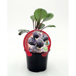 Planter col de Brusel·les morada natural (test 10,5 cm ø)