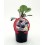 Mudas de couve de Bruxelas morada natural (vaso 10,5 cm ø)