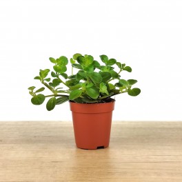 Peperomia Rotundifolia (maceta 6 cm Ø)