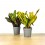 Croton Red Banana