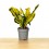 Croton Red Banana