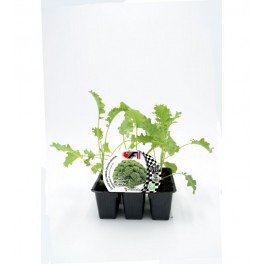 Planter col Kale híbrida natural Winterbor (6 unitats)