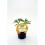 Planter faveta baby natural (1 o 6 unitats)