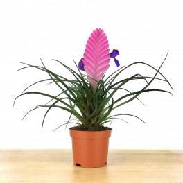 Tillandsia cyanea (vaso 10 cm ø)